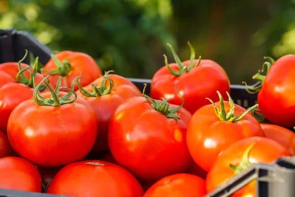 Harvested tomato in crate — Stock Photo, Image