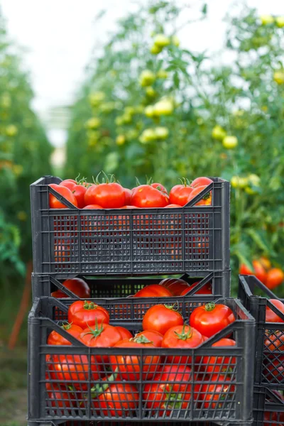 Zbioru pomidorów w skrzynkach — Zdjęcie stockowe