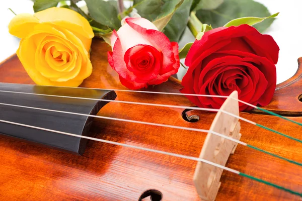 Fiori su violino — Foto Stock