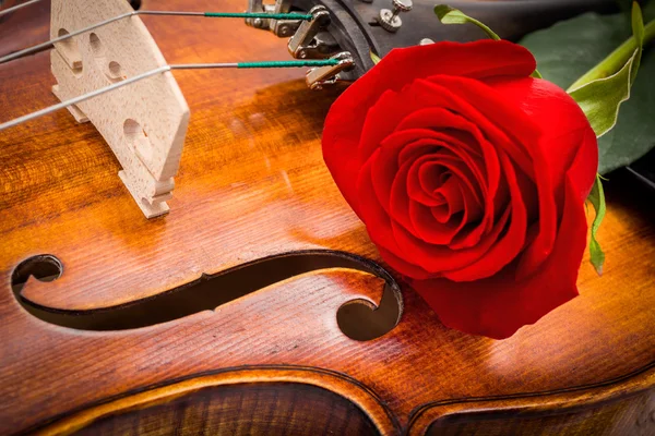 Rosa roja sobre violín — Foto de Stock