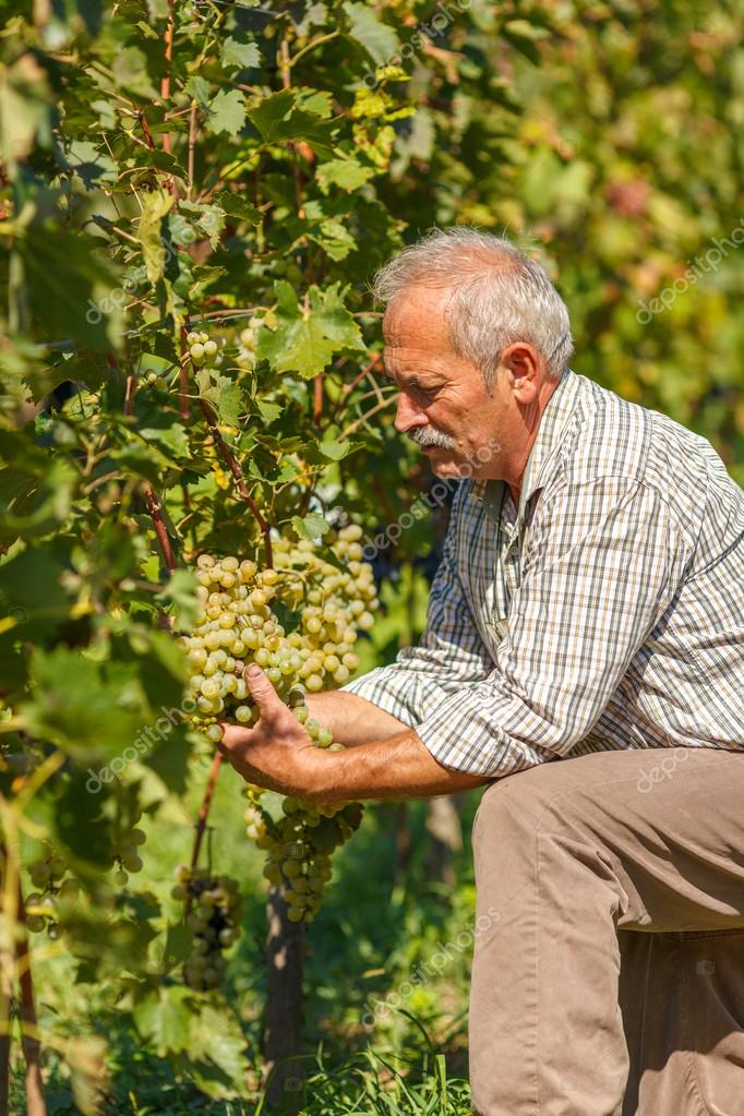 Viticulturist showing grape cluster Stock Photo by ©icefront 104881610