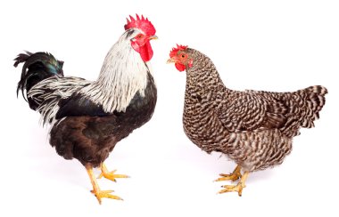 Rooster and chicken on white background clipart