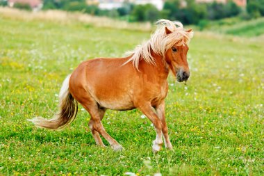 Küçük midilli atı (Equus ferus caballus)