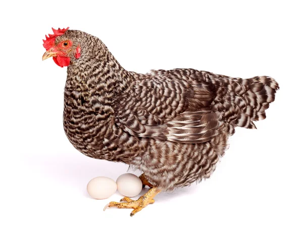 Speckled chicken with eggs — Stock Photo, Image