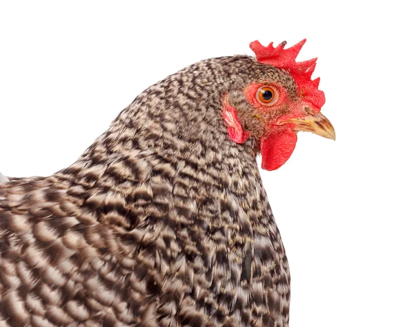 Speckled chicken portrait — Stock Photo, Image