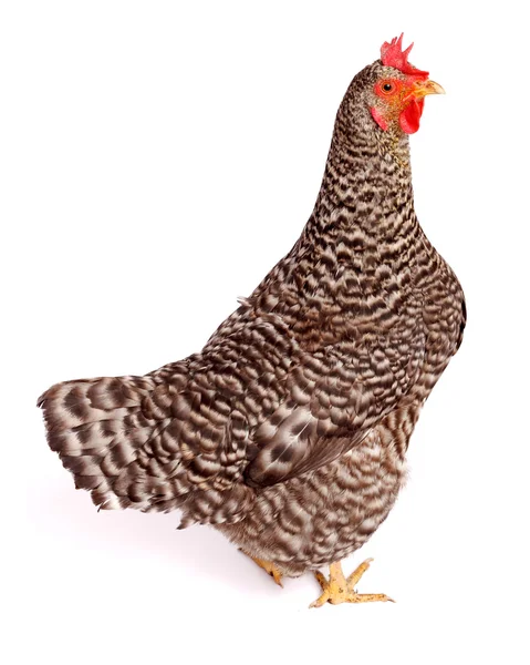 Speckled chicken — Stock Photo, Image