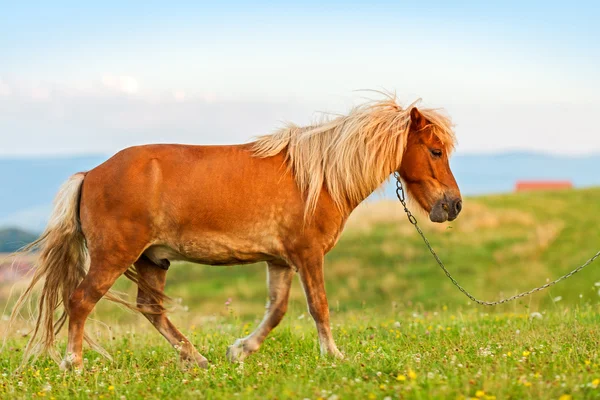 Malý poník kůň (Equus ferus caballus) — Stock fotografie