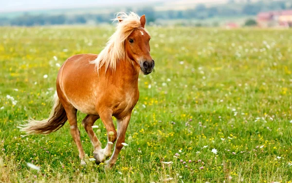 Pequeno cavalo de pónei (Equus ferus caballus ) — Fotografia de Stock