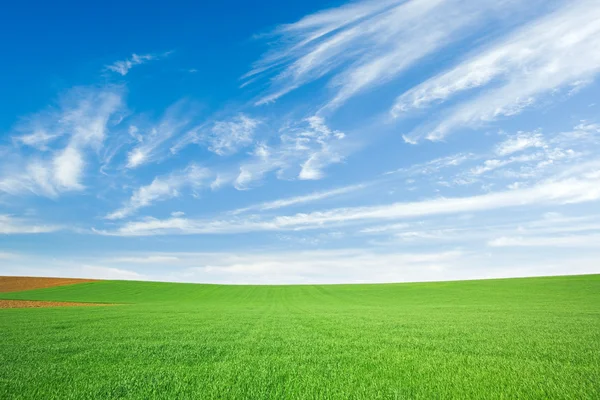 Campo de trigo verde e céu azul com cirro — Fotografia de Stock