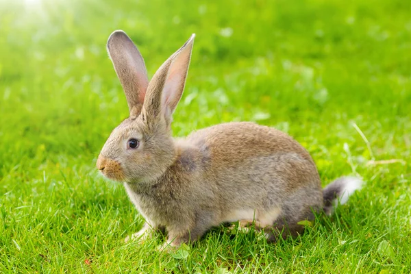 Brown rabbit — Stock Photo, Image