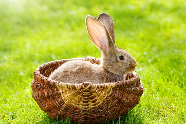 Braune Kaninchen — Stockfoto