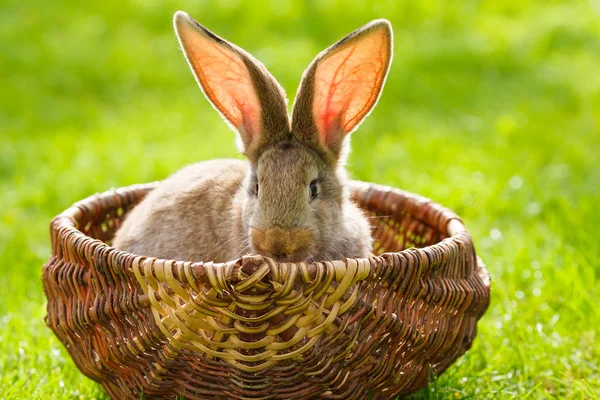 棕兔 — 图库照片