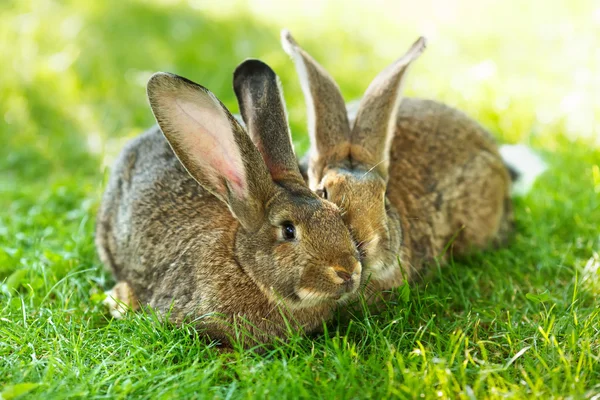 Paire de lapins assis dans l'herbe — Photo