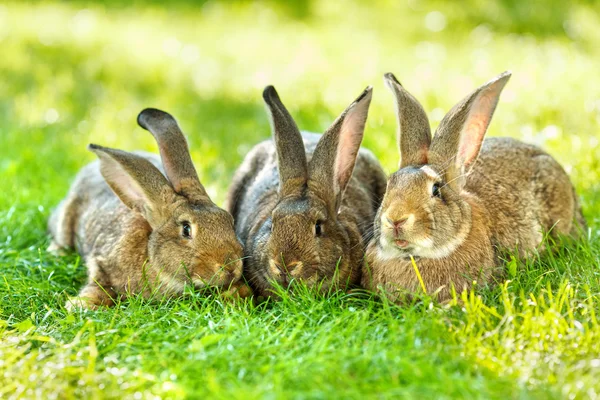 三个棕色兔 — 图库照片