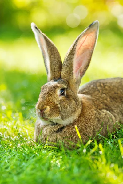 Conejo marrón sentado en la hierba — Foto de Stock