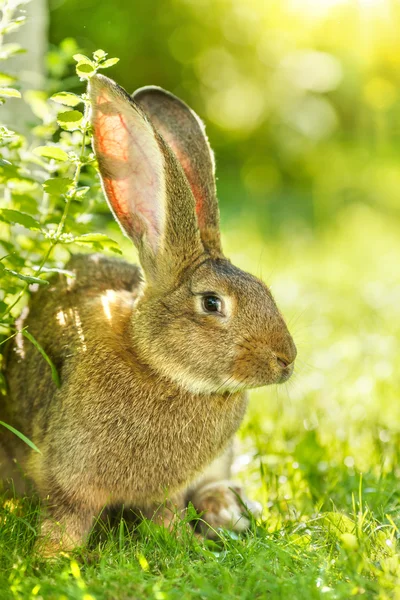 Conejo marrón cerca de arbusto — Foto de Stock