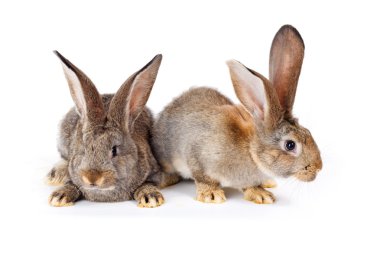 Oturan iki kahverengi tavşan