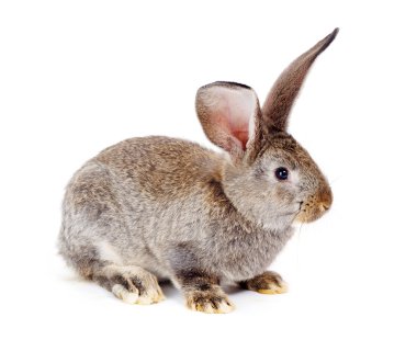 beyaz zemin üzerinde kahverengi tavşan