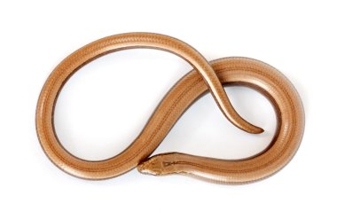 Slow worm or legless lizard clipart