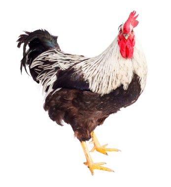 Black and white rooster in studio clipart