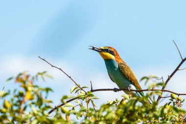 Avrupa Arı Yiyen (Merops Apiaster))