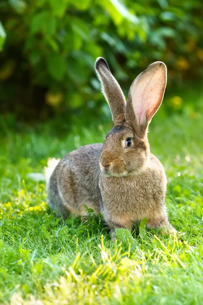 Brązowy królik w pobliżu bush — Zdjęcie stockowe