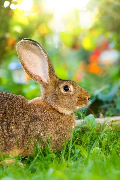 Brown rabbit sitting in flower garden — Stock Photo, Image