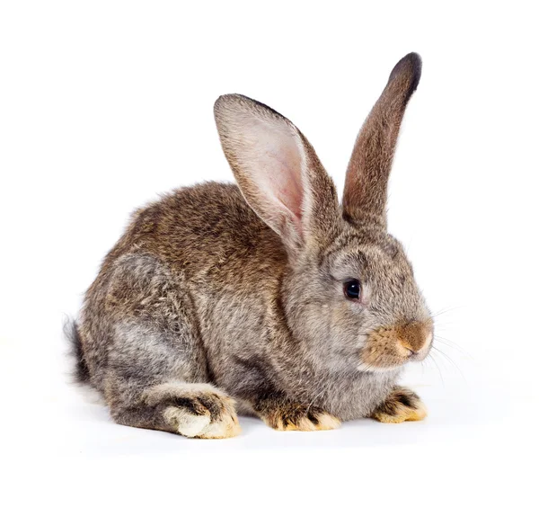 Conejo marrón sentado sobre blanco — Foto de Stock