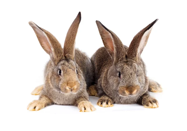 坐在两只棕色的兔子 — 图库照片