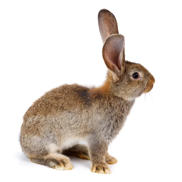 Braunes Kaninchen sitzt auf weißem — Stockfoto