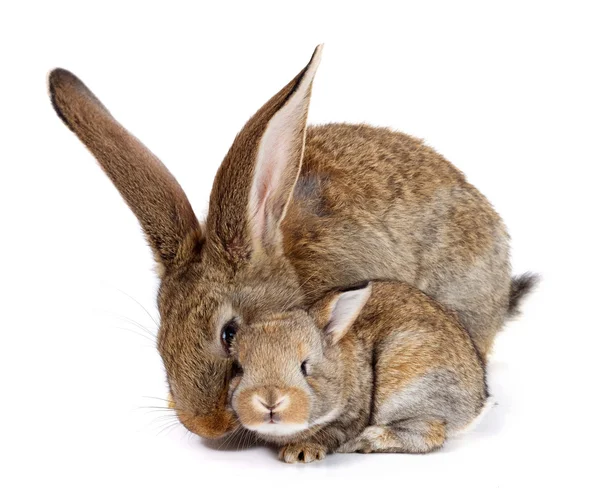 Coniglio madre con coniglietto appena nato — Foto Stock