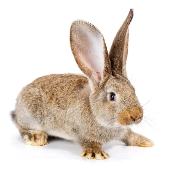 Brun kanin på vit bakgrund — Stockfoto