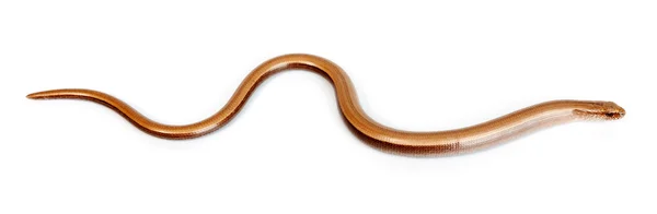 Langzame worm of pootloze hagedis — Stockfoto