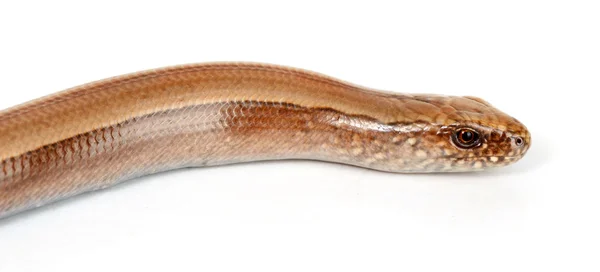 Slow worm or legless lizard head — Stock Photo, Image