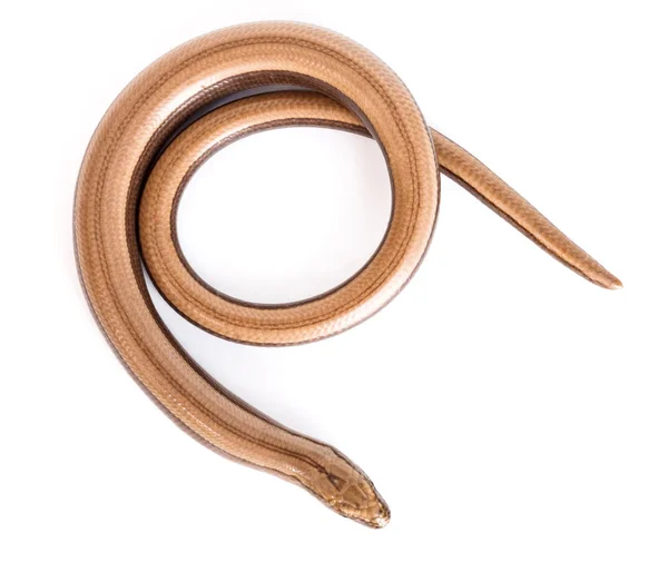 Повільний черв'як або ящірка — стокове фото