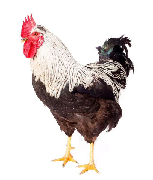 Black and white rooster in studio — Stock Photo, Image