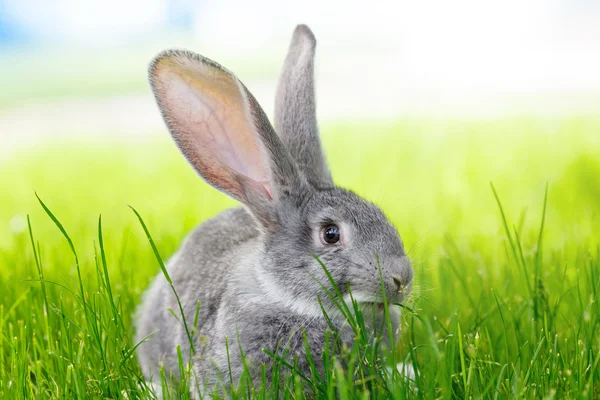 Gray rabbit in green grass — Stock Photo, Image