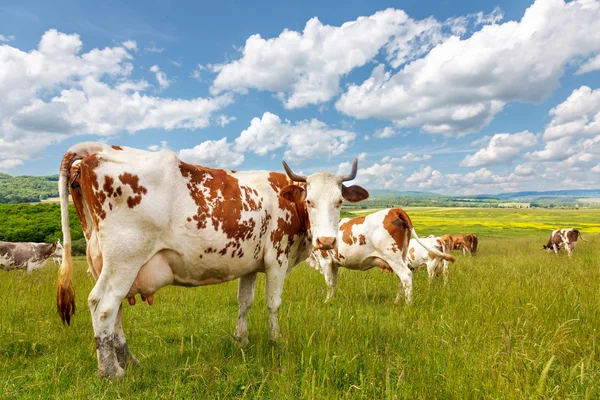 Ζωικού κεφαλαίου των αγελάδων σε πεδίο καλοκαίρι — Φωτογραφία Αρχείου