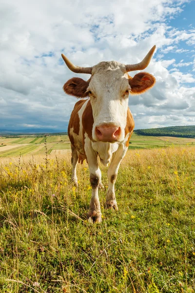 Curious cow on the field — Stock Photo, Image