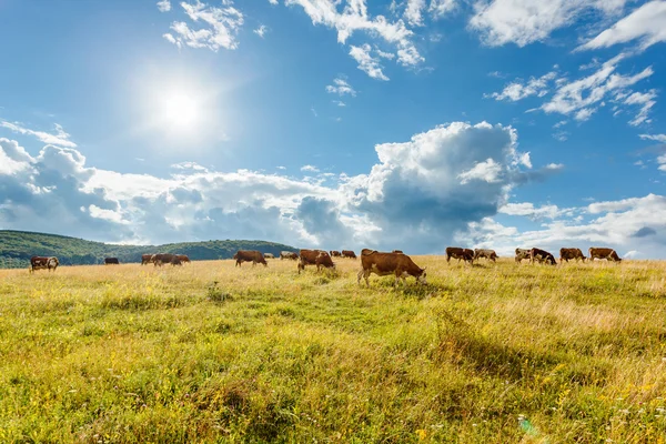 Manada de vacas pastando en campo soleado —  Fotos de Stock