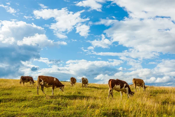 Rebaño de vacas pastando en el campo — Foto de Stock