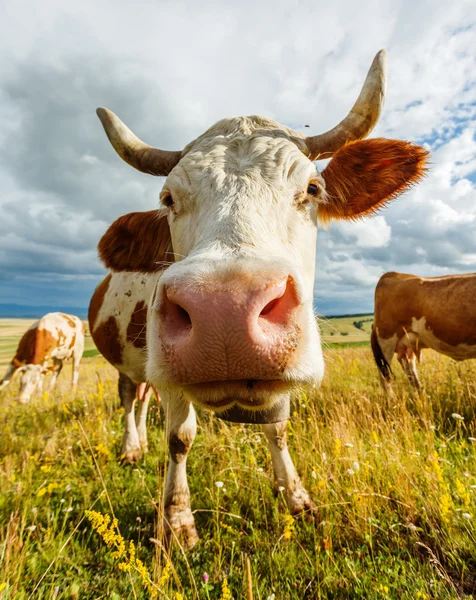 Curious cow sniffing — Stock Photo, Image