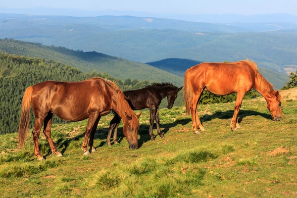 Vilda hästar på kullen — Stockfoto