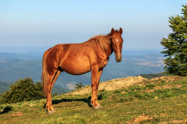 Vild hest på bakken - Stock-foto