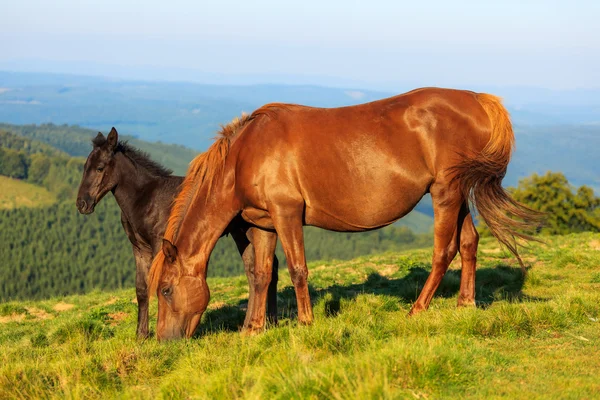 Wild paard en veulen op de heuvel — Stockfoto