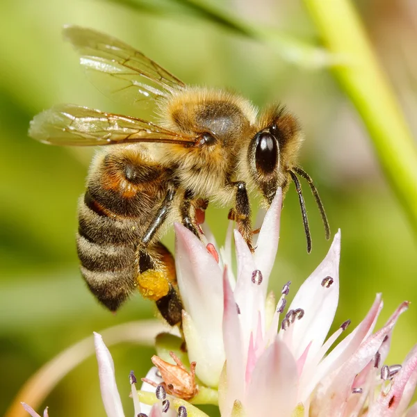 Macro of honey bee on flower — Stock Photo, Image