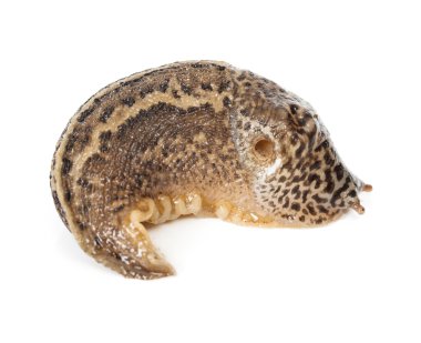 Sözleşmeli Limax maximus - leopar slug