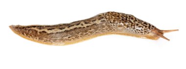 Limax maximus - leopar slug