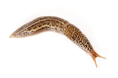 Limax maximus - leopar slug