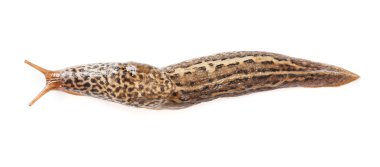 Limax maximus - leopar slug